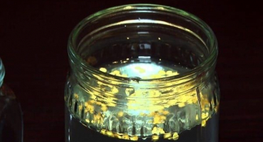 Jak doma otestovat klíčivost semen okurek ve vodě